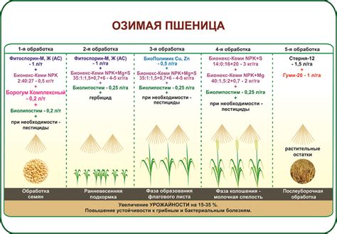Современная технология выращивания озимой пшеницы