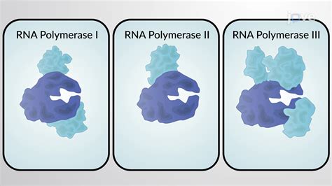 Image result for DNA Polymerase Function