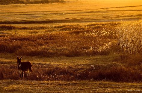 Conservative Nature Pictures 的图像结果