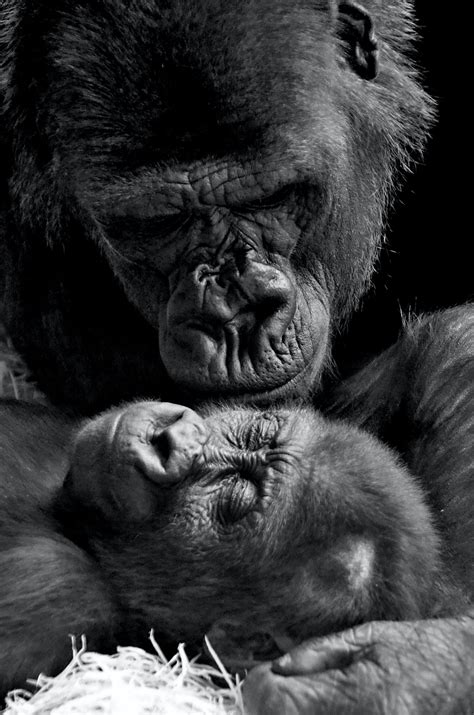 9 Ways Gorillas Are Way Smarter Than You Think