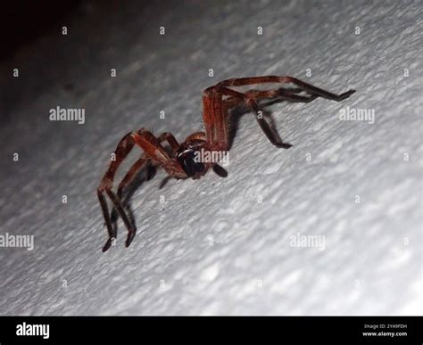 Huntsman Spiders (Sparassidae) Arachnida Stock Photo - Alamy