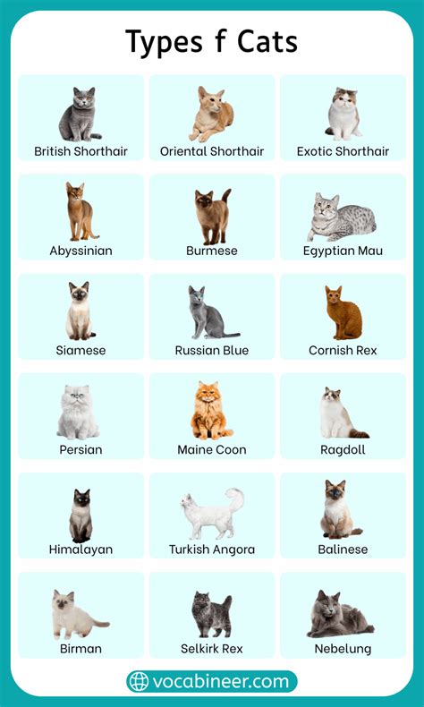 Image result for Computer Worksheet Web Browser