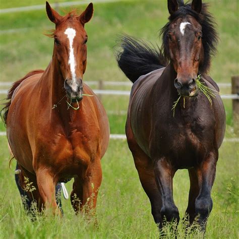 How Tall is a Horse? (Average Horse Height Chart) – Wild Jolie