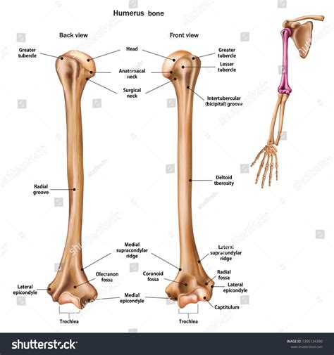 Humerus Bone Diagram