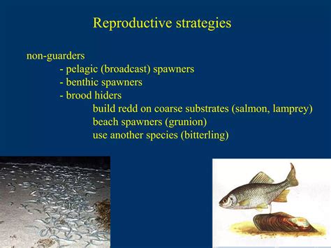 How Do Fish Produce: The Surprising Reproductive Strategy Of Marine Life