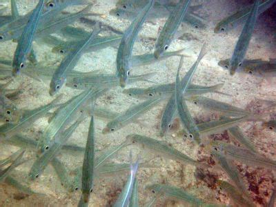 Image result for Catching Bait Fish