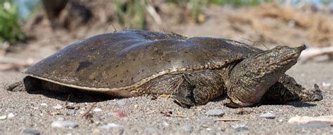 Image result for Turtle Color