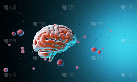 人脑 的图像结果