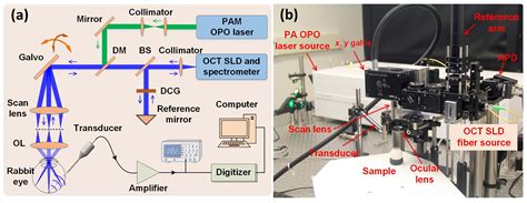 Photoacoustic Ophthalmoscopy: Principle, Application, and Future Directions