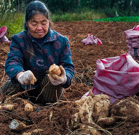 挖红薯的农民 -HPA湖南摄影网