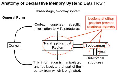 Image result for Declarative vs Non Declarative Memory