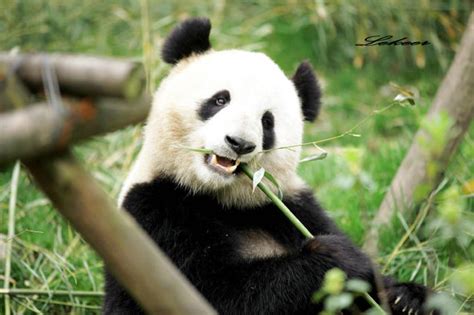 关于大熊猫的资料(外形特点 ， 生活习性）_百度知道