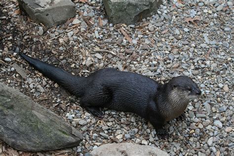File:River Otter at the National Zoo.jpg - Wikimedia Commons