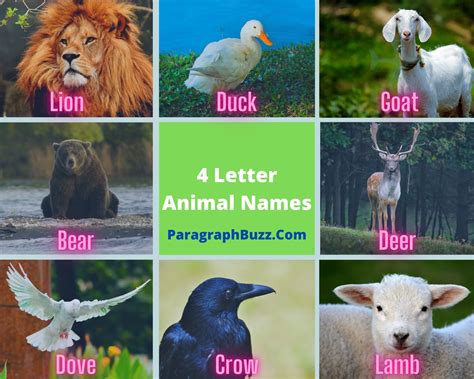 4 Letter Animal Names | Pictures, Definitions, Sentence Examples