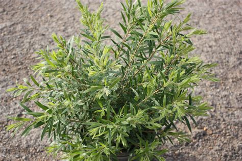 Shrubs | Creekside Nursery