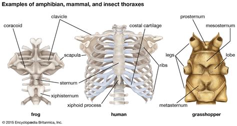 Thorax Function 的图像结果
