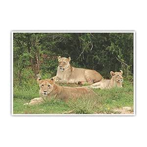 Anne Print Solutions® Lion Animal Wall Poster (Without Frame) For Wall ...
