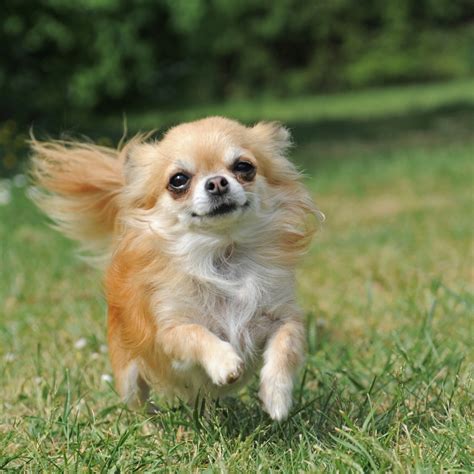 Chihuahua Breed Guide: Small Dog, Big Personality