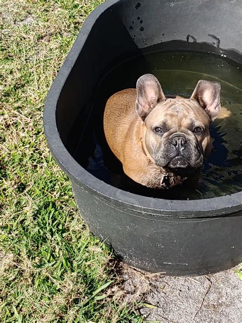 Sandy Rios - Greenfield Puppies