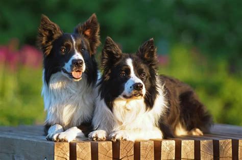 Border Collie Breeders