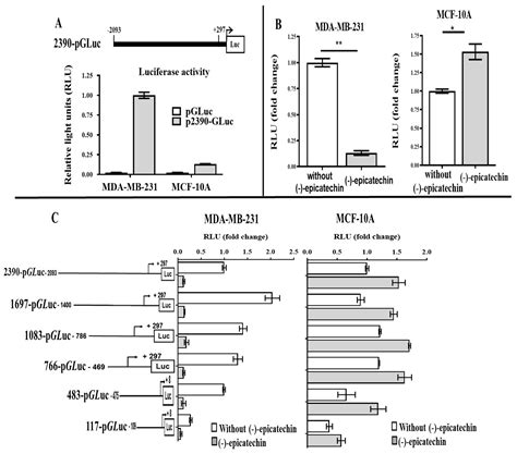 Epicatechin Decreases UCP2 Gene Expression in MDA-MB-231 Breast Cancer ...