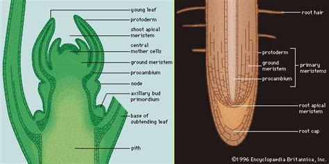 Types of meristem based on the function and plane of divisions ...
