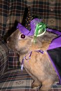 Image result for Wild Baby Bunnies Pets