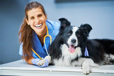 Mês do veterinário: conheça mais sobre esse profissional - Le Banquet