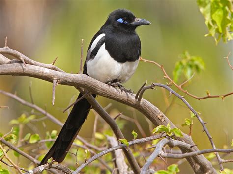 Maghreb Magpie - eBird