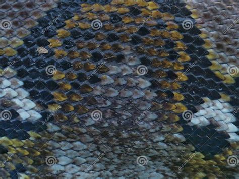 Image result for Python Skin Background