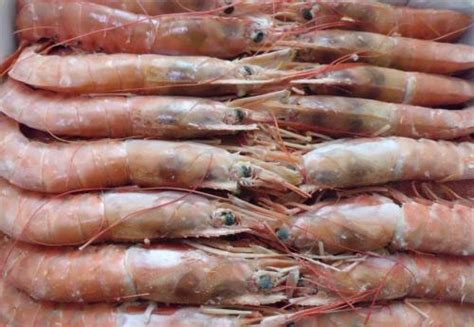 shrimp和prawn有什么区别?_百度知道