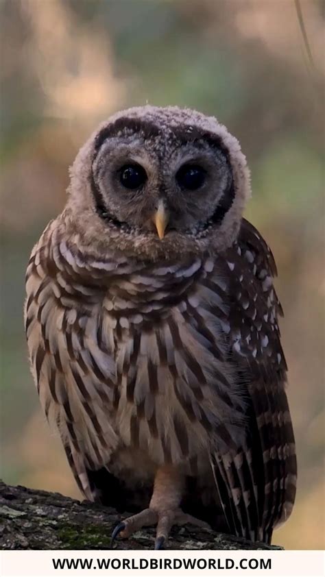 Owls in oregon 15 species with pictures – Artofit