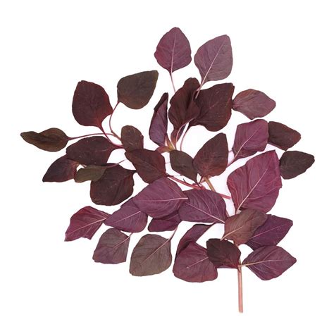 Buy Fresh Amaranthus Red Online | Order Superfoods From Pluckk