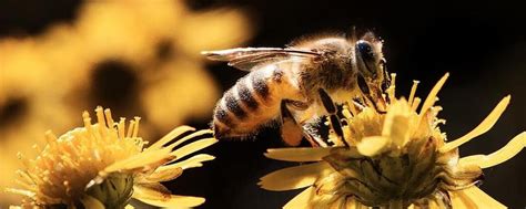 被蜜蜂蛰了怎么处理最简单，远离蜂巢是首先要做的 - 农敢网