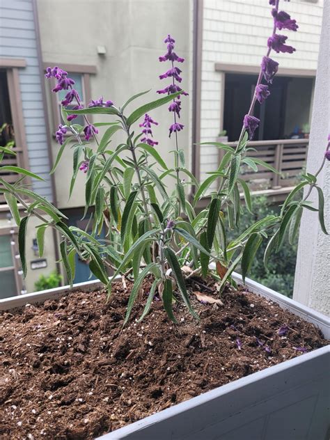 Bought a Spanish Lavender and Mexican Bush Sage for Mother's Day (first ...