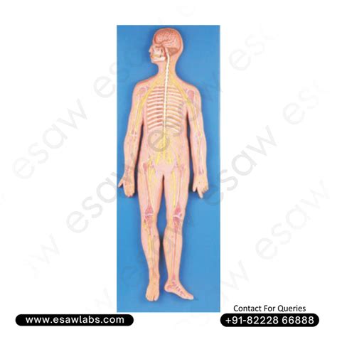 🧠 Buy Full-Body Human Nervous System Model – 33-Position Life-Size Neu