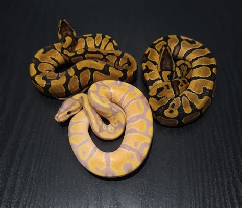 Image result for Voodoo Ball Python