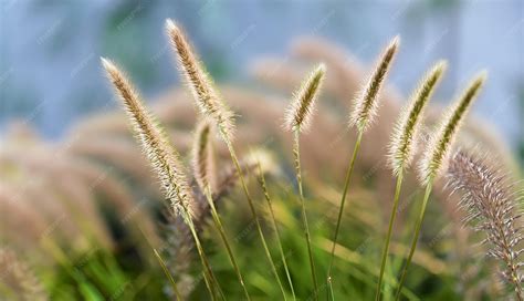 Premium Photo | Foxtail grass nature