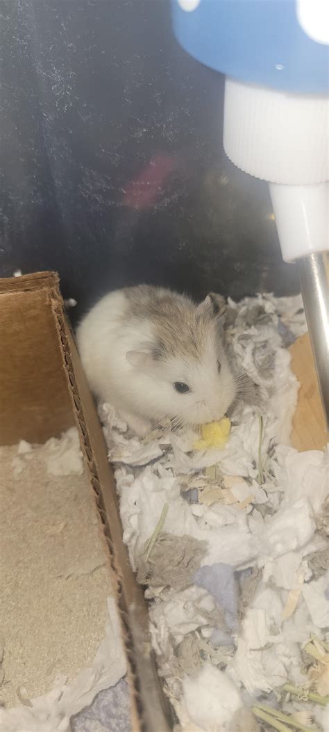 Do hamster bites hurt???? : r/hamstercare