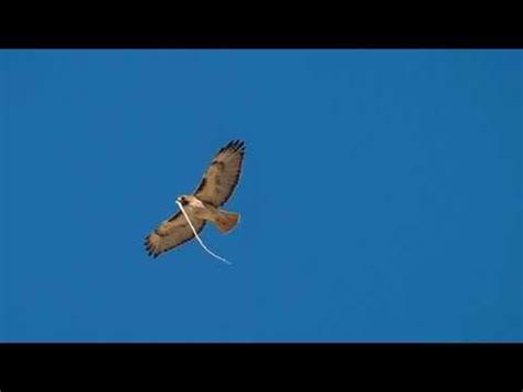 Image result for Hawk Predator Sounds