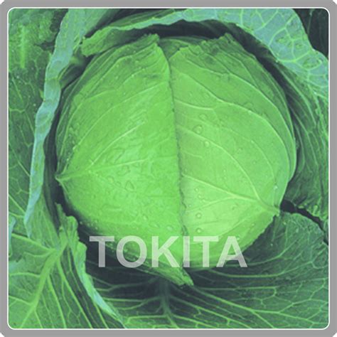 Cabbage | TIPL