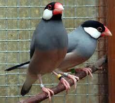 Google Images Java Sparrows 的图像结果