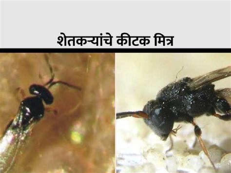 जैविक कीड नियंत्रणातील महत्त्वाचे मित्रकीटक