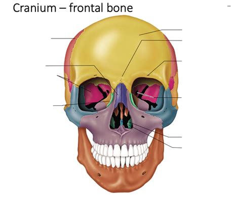 Image result for Frontal Bone Function
