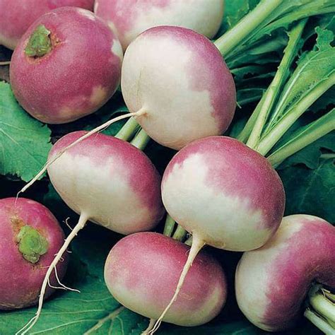 Buy Turnip Seeds online from Nurserylive at lowest price.
