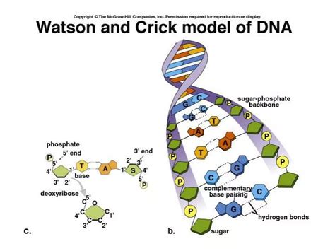 Image result for DNA Function