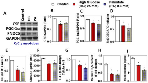 Hydrogen Sulfide Regulates Irisin and Glucose Metabolism in Myotubes ...