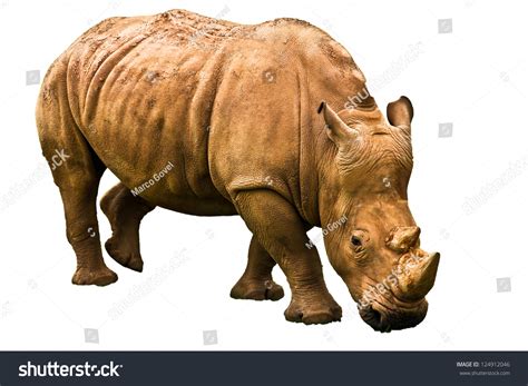 Rhinoceros Spanish Park Stock Photo 124912046 | Shutterstock