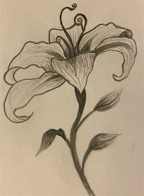 Rapunzel Tangled Flower Drawing