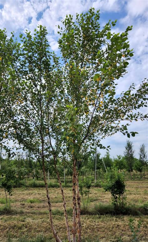 River Birch | Prairie Fire Farm